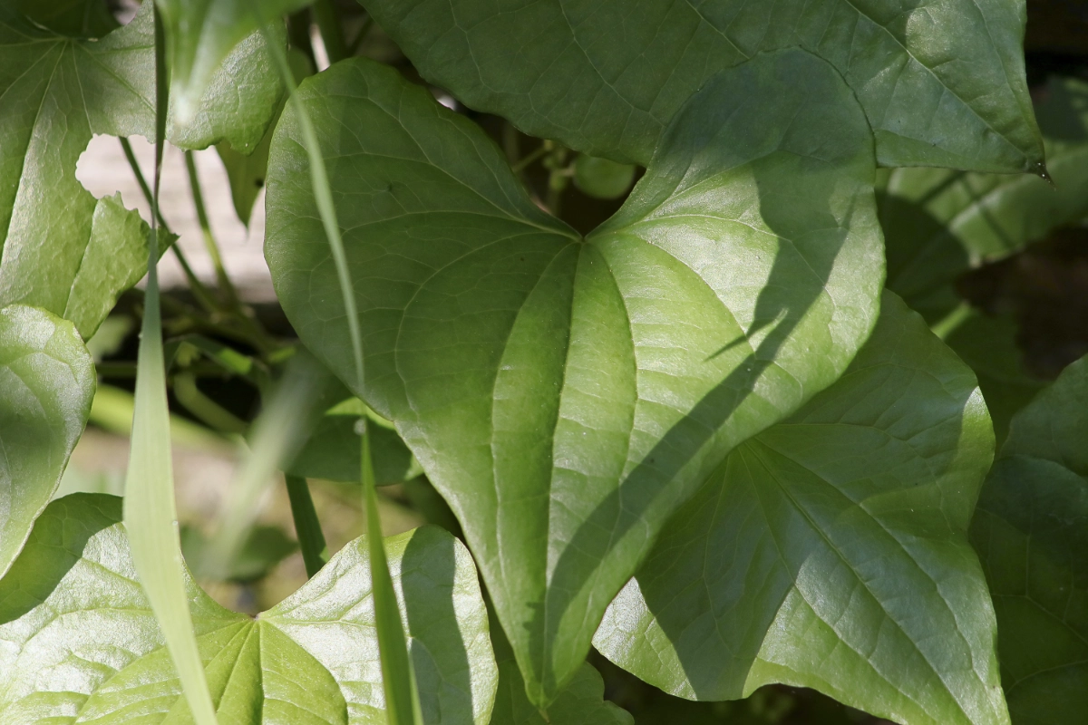 En pleine nature, une feuille en forme de coeur, comme un cadeau de la vie